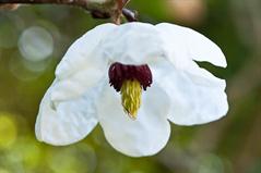 مگنولیا سیبلدی